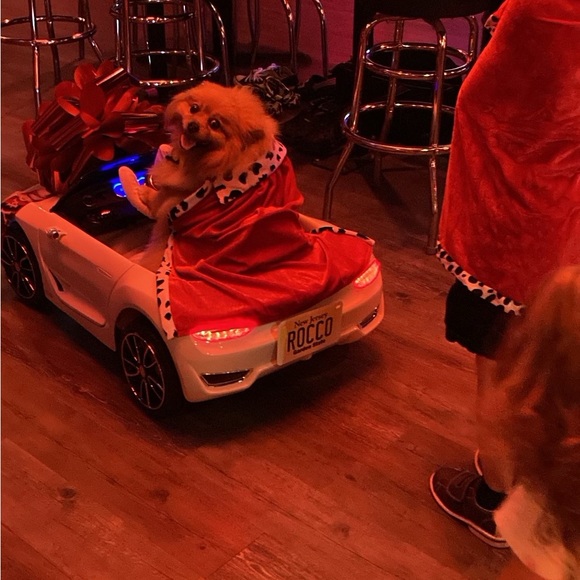 Meet your Posher, Rocco - Picture 12 of 12